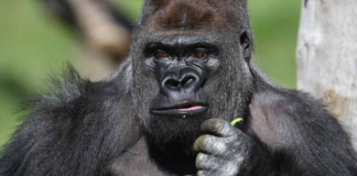 Gorilla eating greens