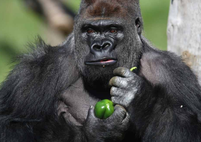 Gorilla eating greens